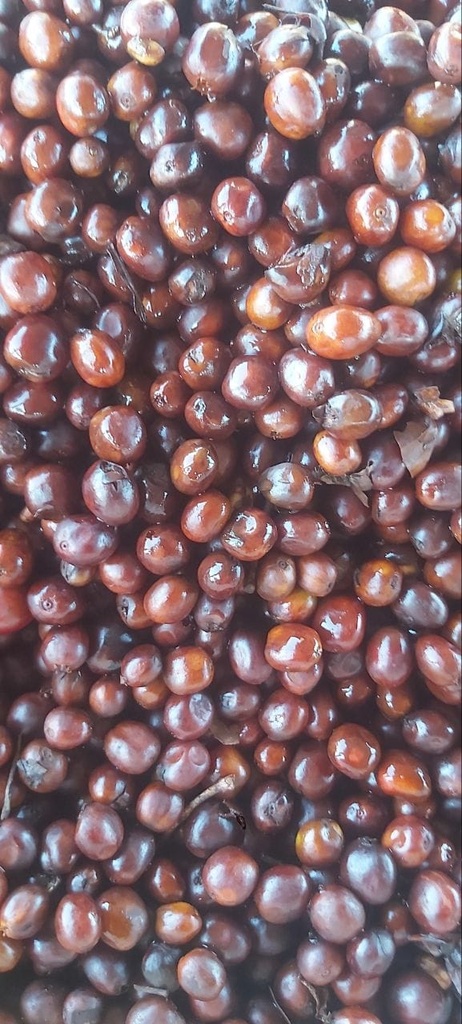 Yirgacheffe Aricha Anaerobic