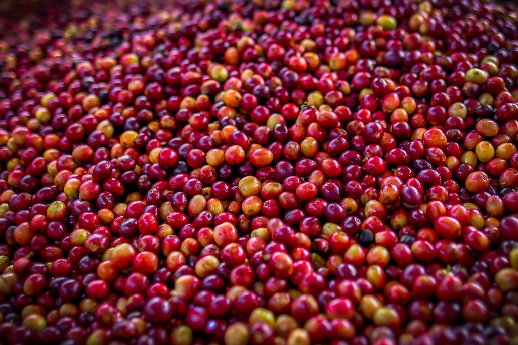 Cheptolo Natural