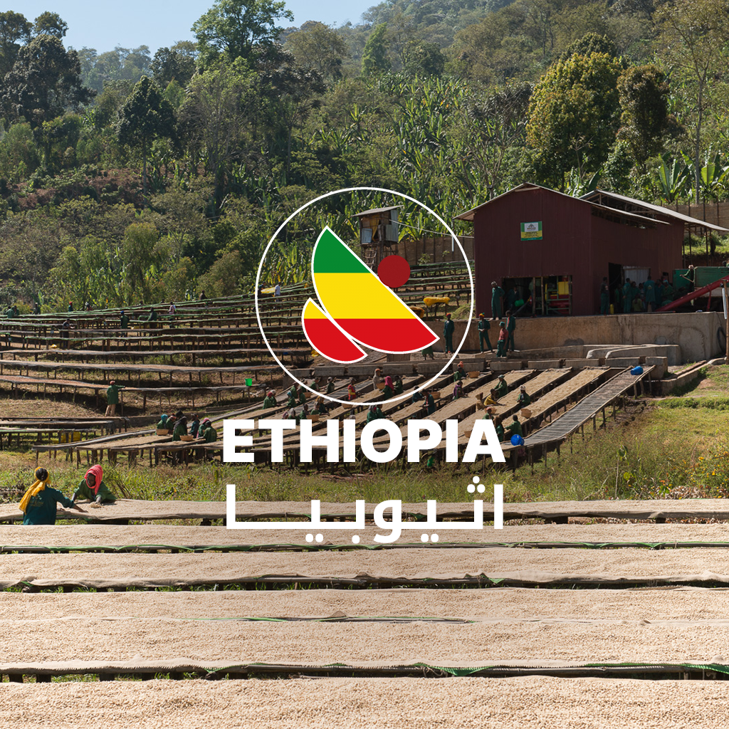 Guji Buna Terra 